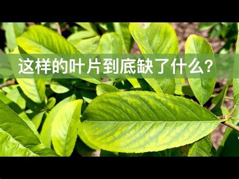 桂花葉子 枯黃 原因